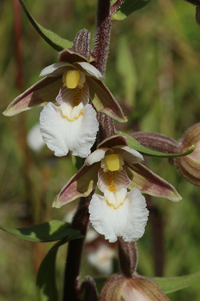 Epipactis palustris